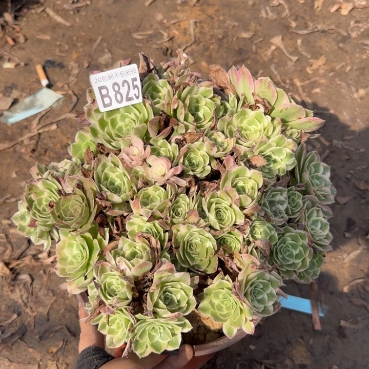 海王……多肉植物……
