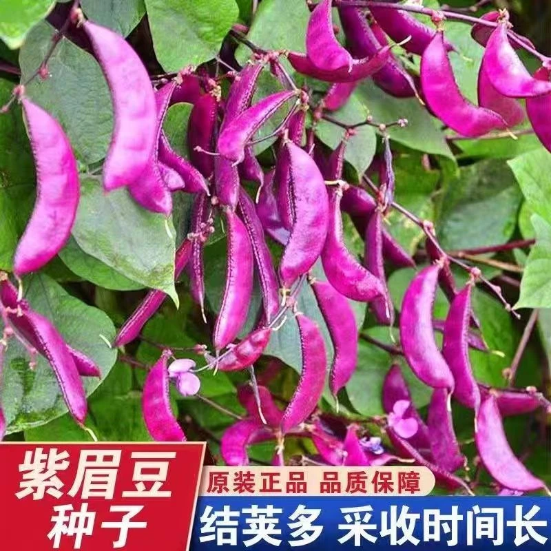 紫扁豆种子紫红色眉豆高产早熟荷兰豆四季播种冬季春秋芸豆四季豆