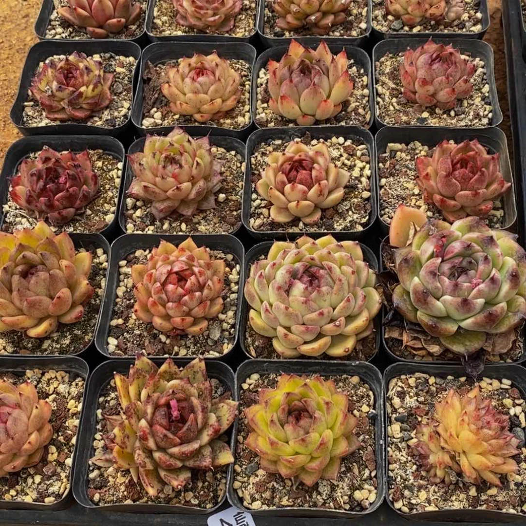 卓*王491的人生态度是一种