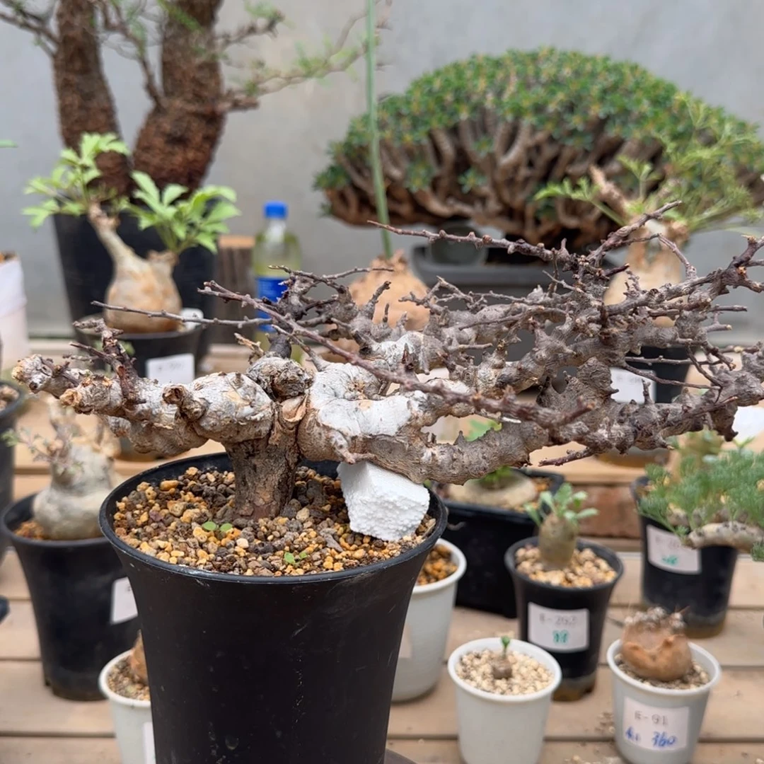 507念珠橄榄有根有芽