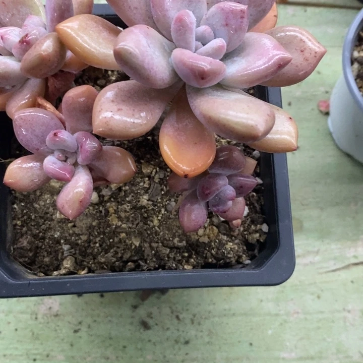 吃****卜一物一拍奥普琳娜多肉50