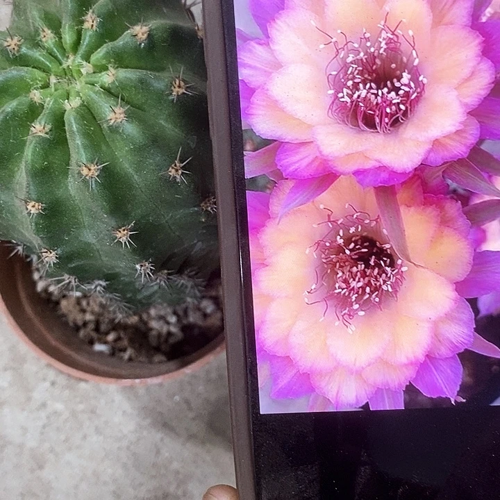 极光丽花，257899368