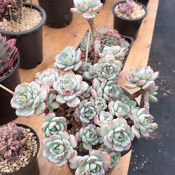 多肉植物，香草一颗