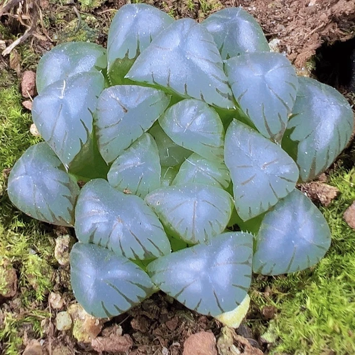 冰灯雨露19包邮多肉植物