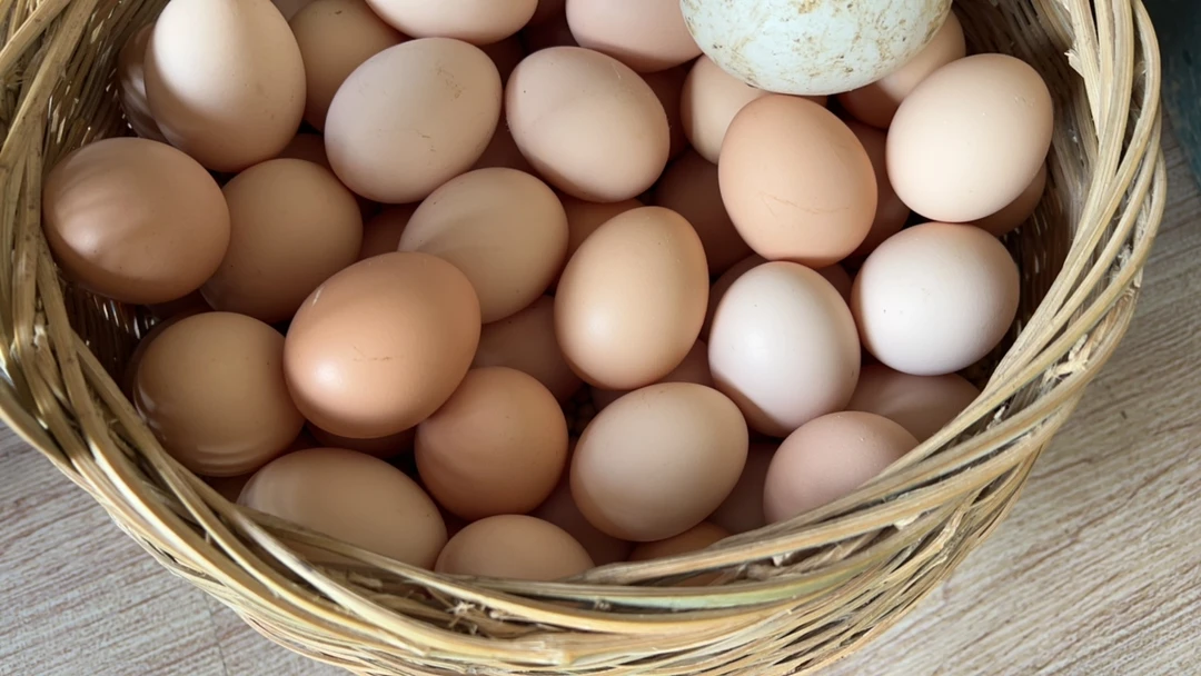 正宗农家散养新鲜土鸡蛋营养丰富口感佳适合早餐