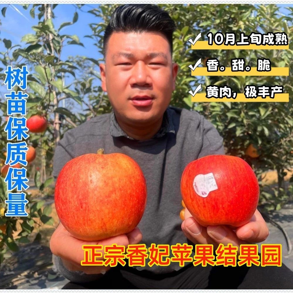 正宗香妃苹果树苗苹果苗新品种批发正宗晚熟采摘园苗木精品种植