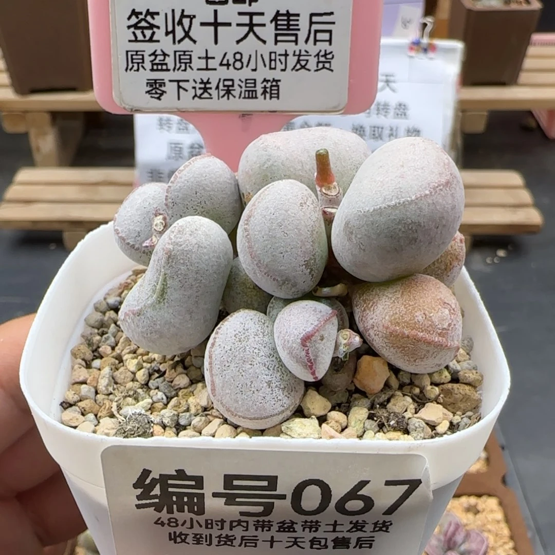 067硬叶白蛋多肉植物