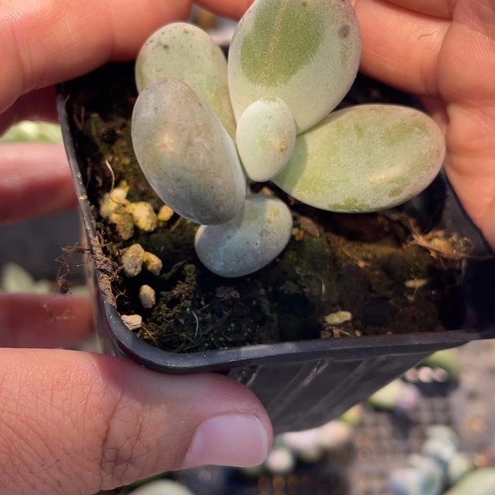 244大叶奶锦基因的啊啊啊