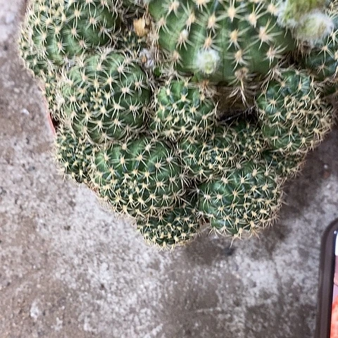 多色丽花，2579000
