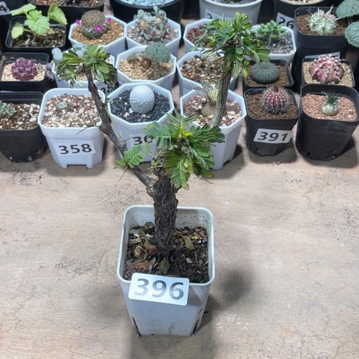 396沙漠苏木块根