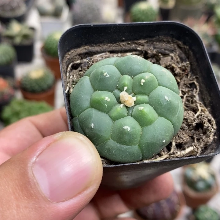 实生龟甲兜特价福利