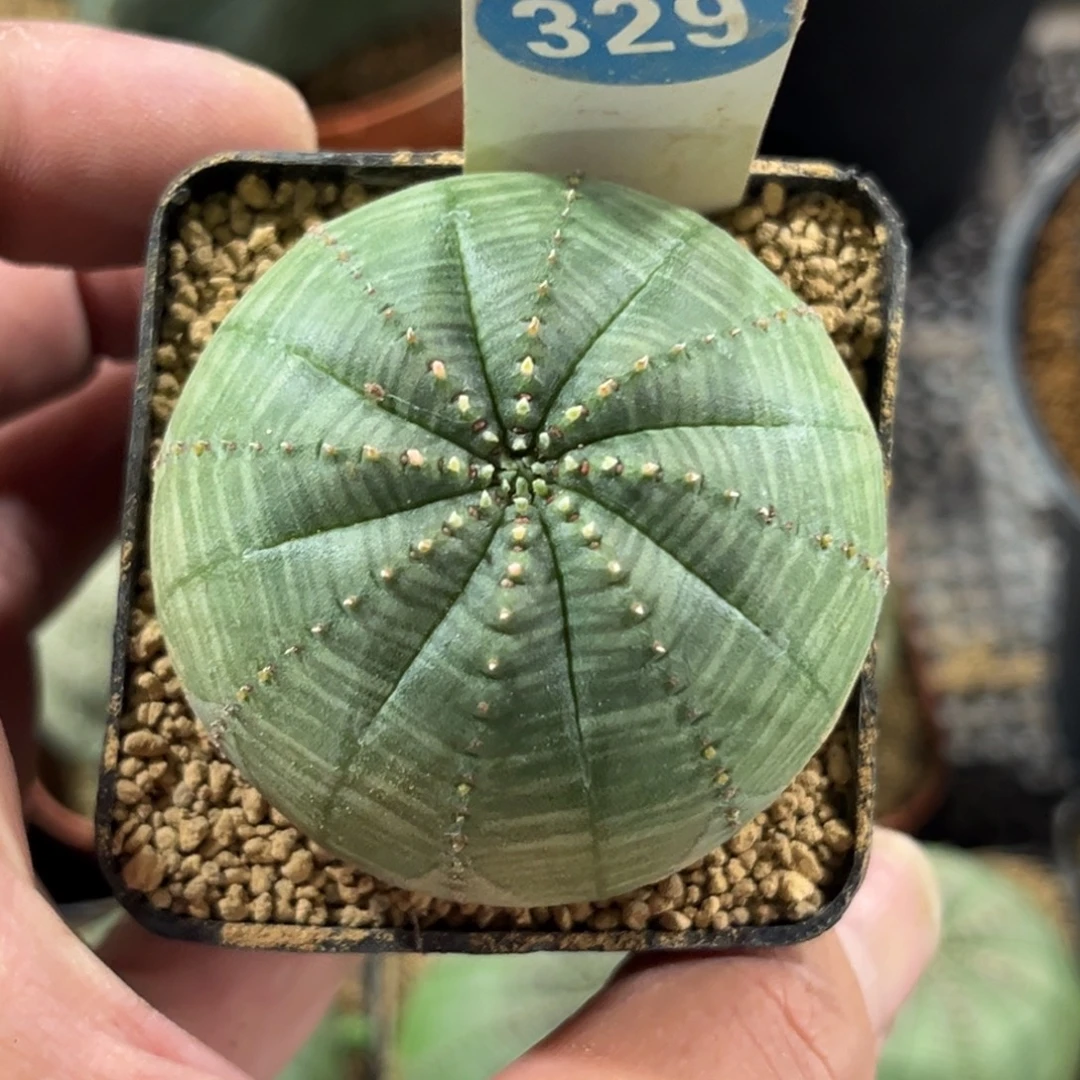 329自根布纹球带盆带土