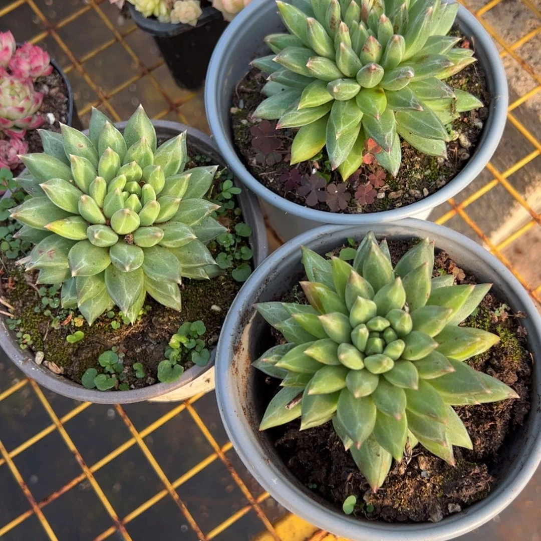 多肉植物会蓝三个