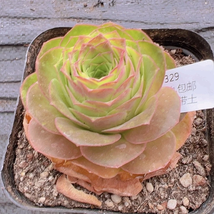 329红猫毛裸根不带土发货不包损