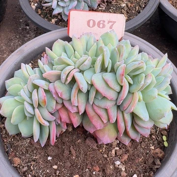 血凤缀化067多肉植物一物一拍