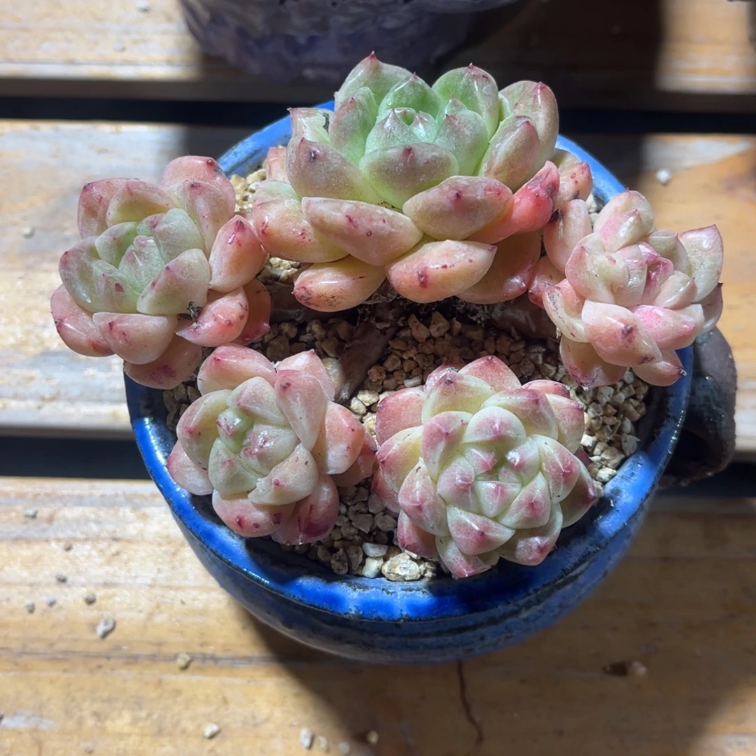 白玫瑰石化自然群