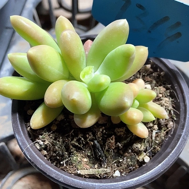 多肉植物7364多肉