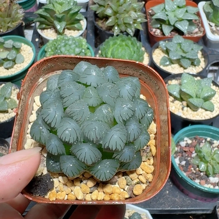 十二卷玉露冰灯玉露