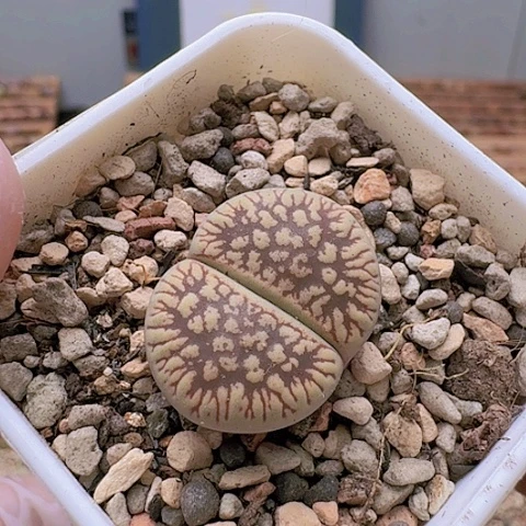 2170C54SS脱土发货特价