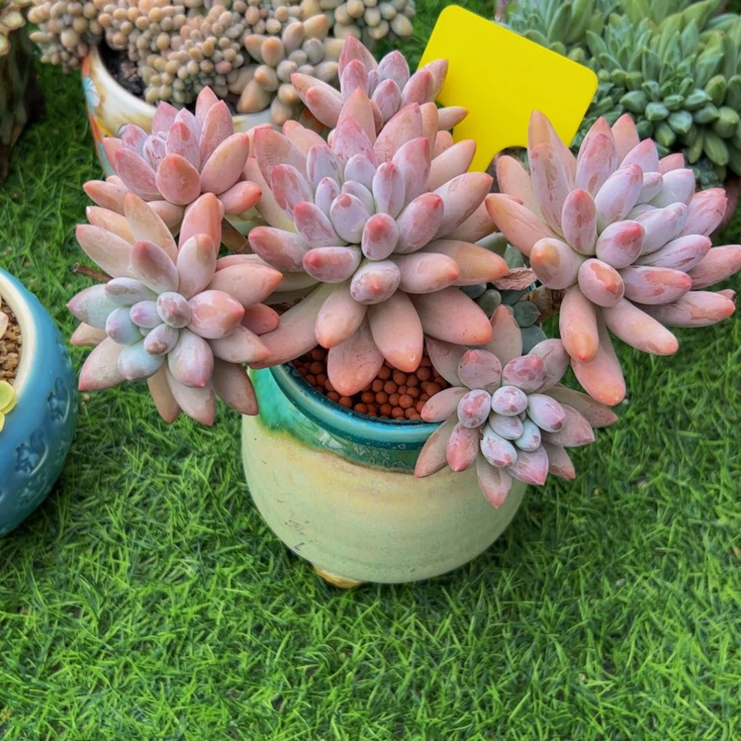 凡***儿香所小老桩多肉植物