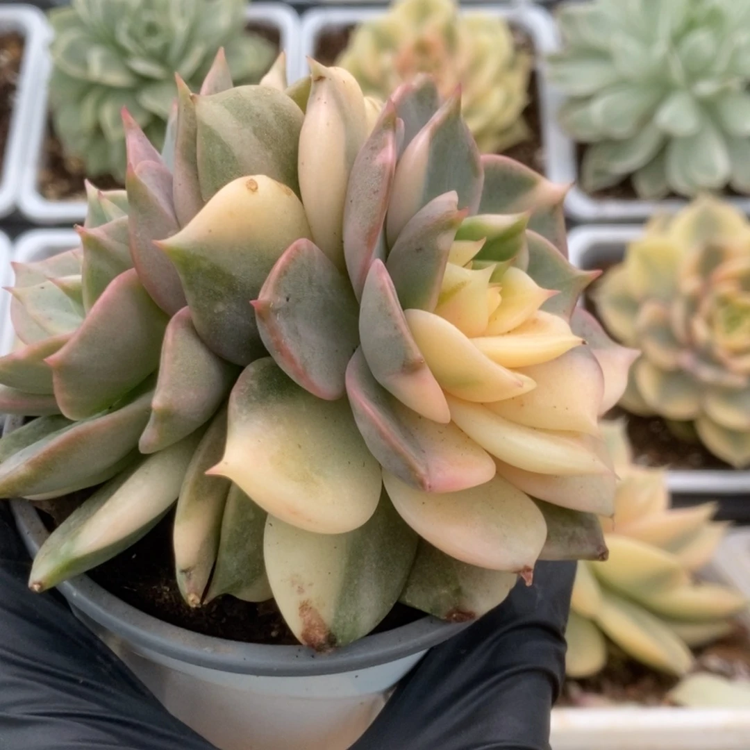 594贝加尔湖锦锦锦锦锦锦锦