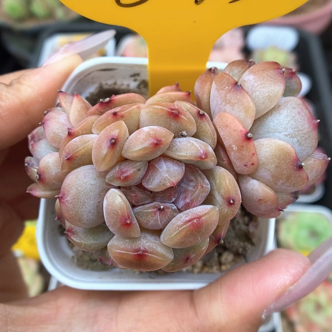 红色恋人群生可拍873号。