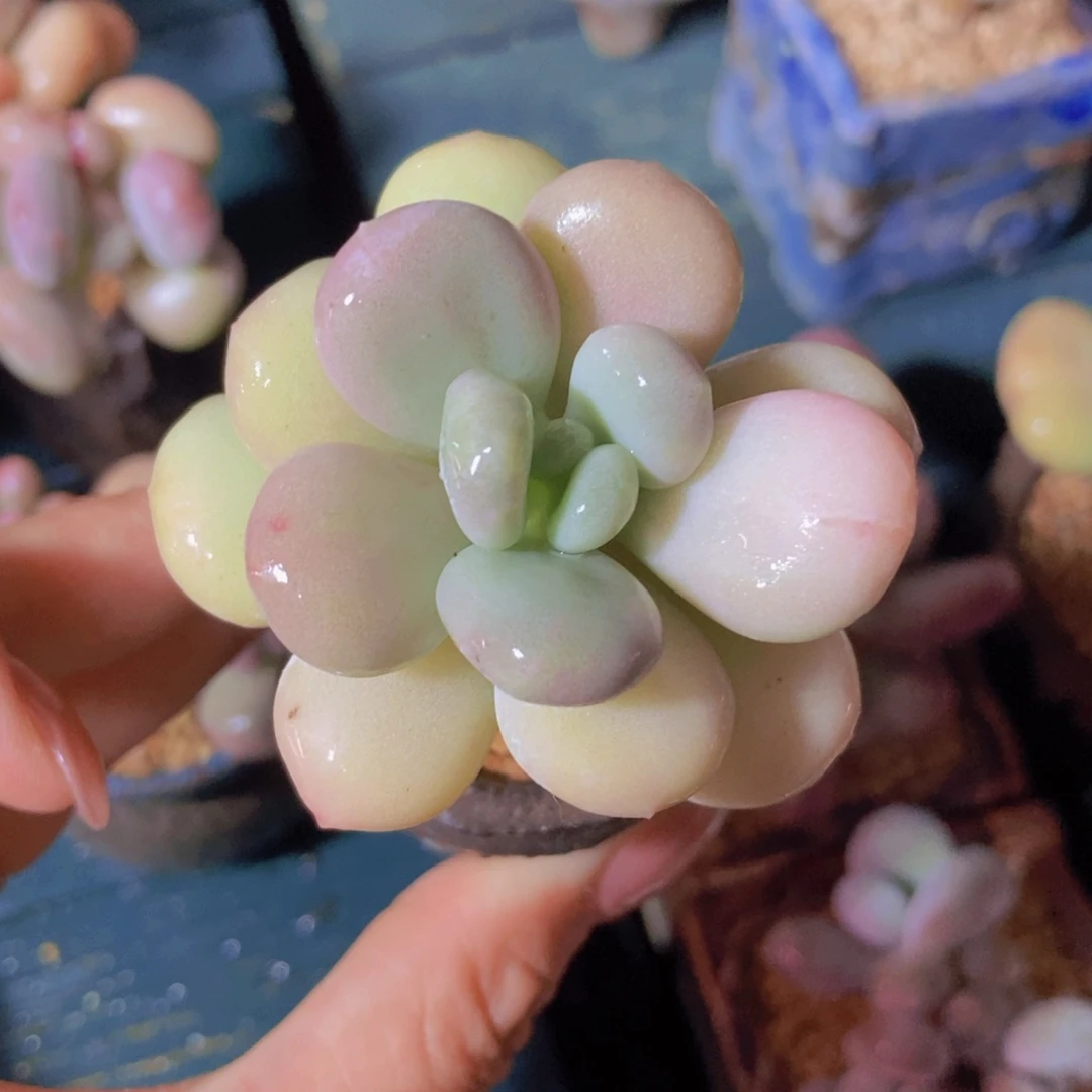 做***梦做梦油煎丸子专拍