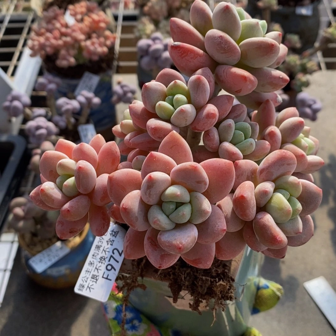 樱花洛神972/10c m