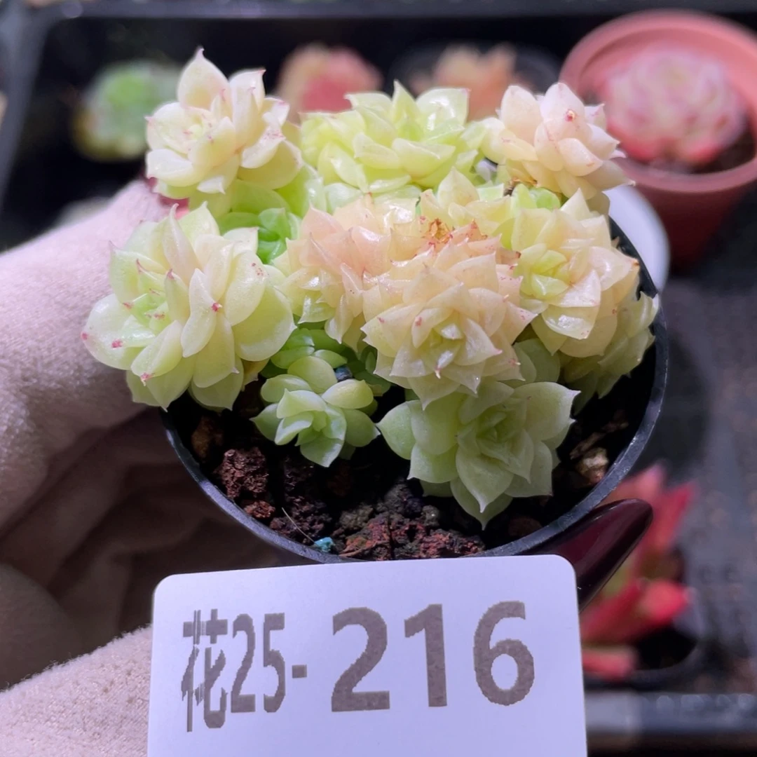 花利美25-216麦秆