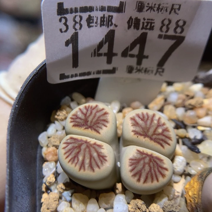zzzz我的小可爱们1447