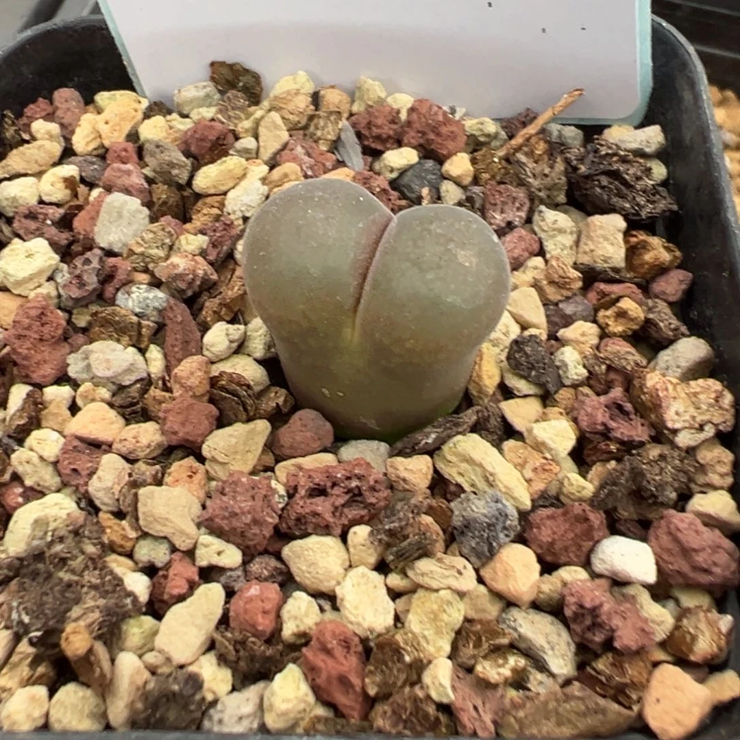 23-98恩东风铃多肉植物