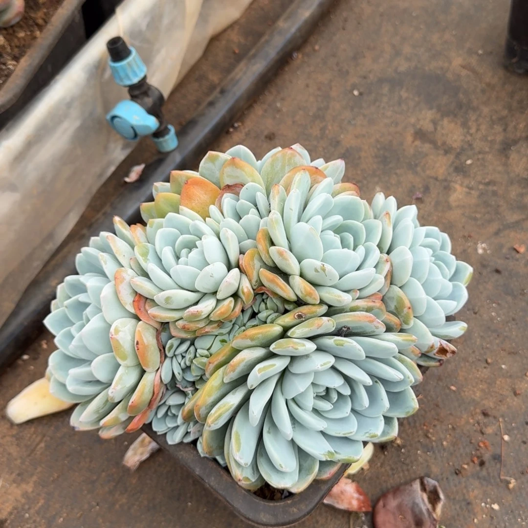 小***萍大群冰玉一个多肉植物