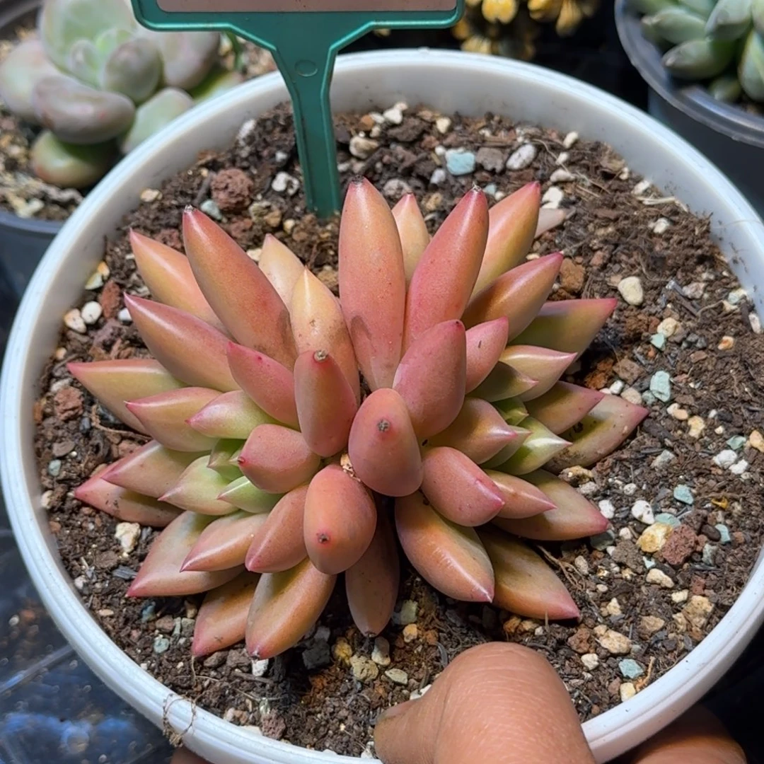 多肉植物米其林371