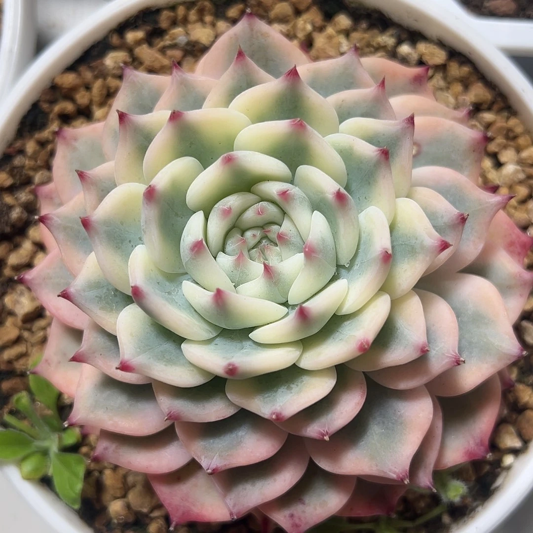 吉娃娃锦多肉植物