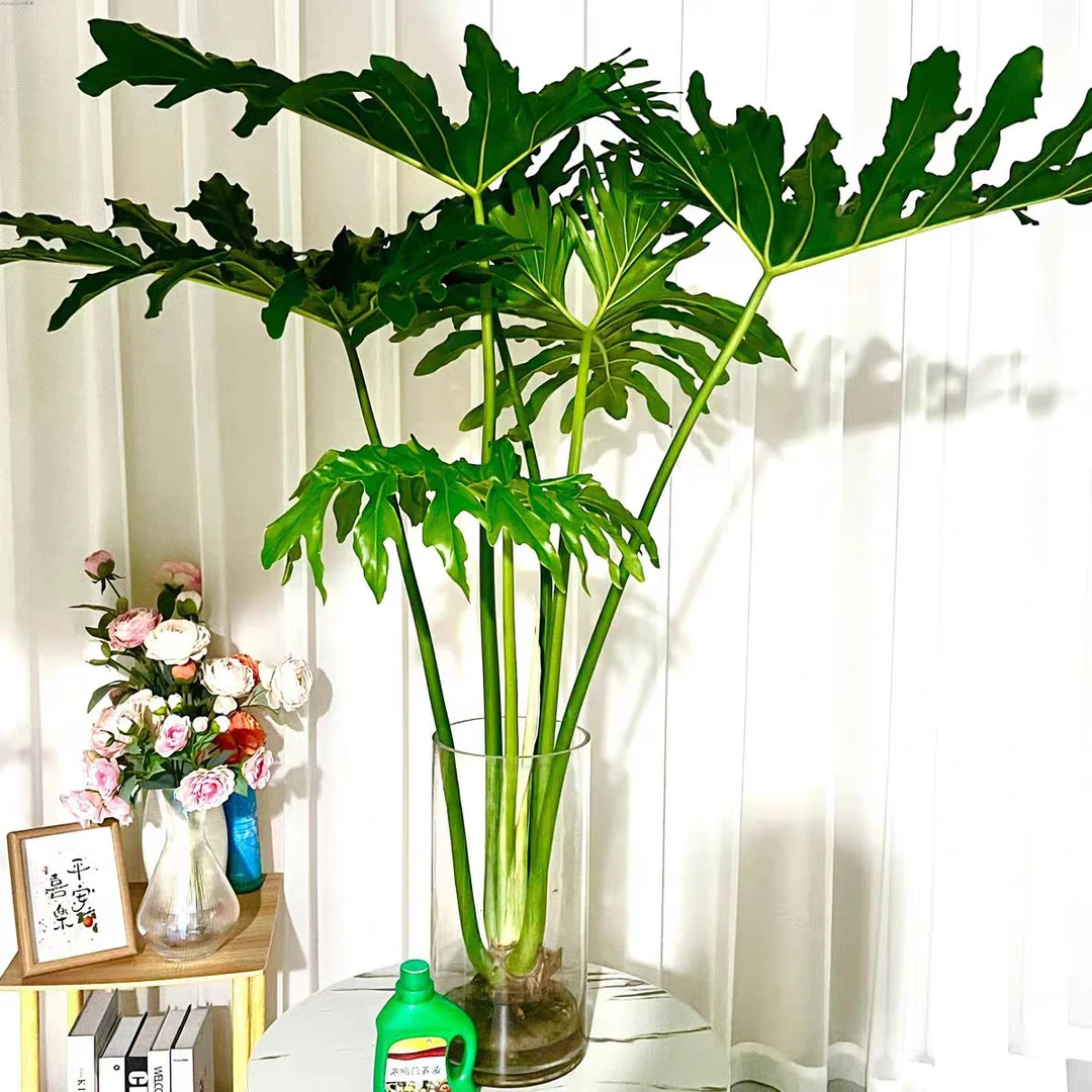 龙鳞春羽盆栽龙鳞大叶懒人水培植物室内办公室客厅好养活绿植