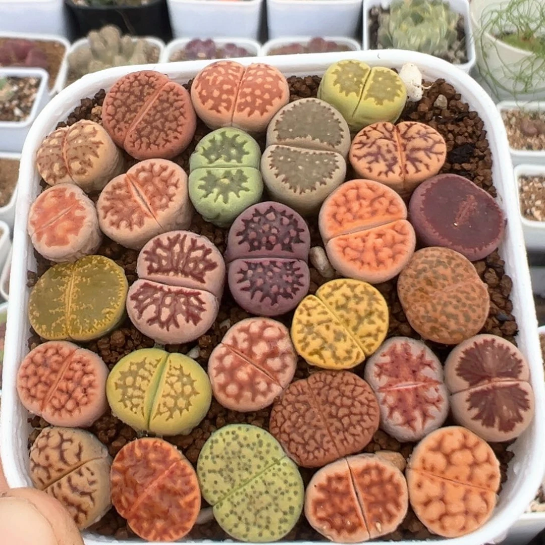 23多肉植物百科知识