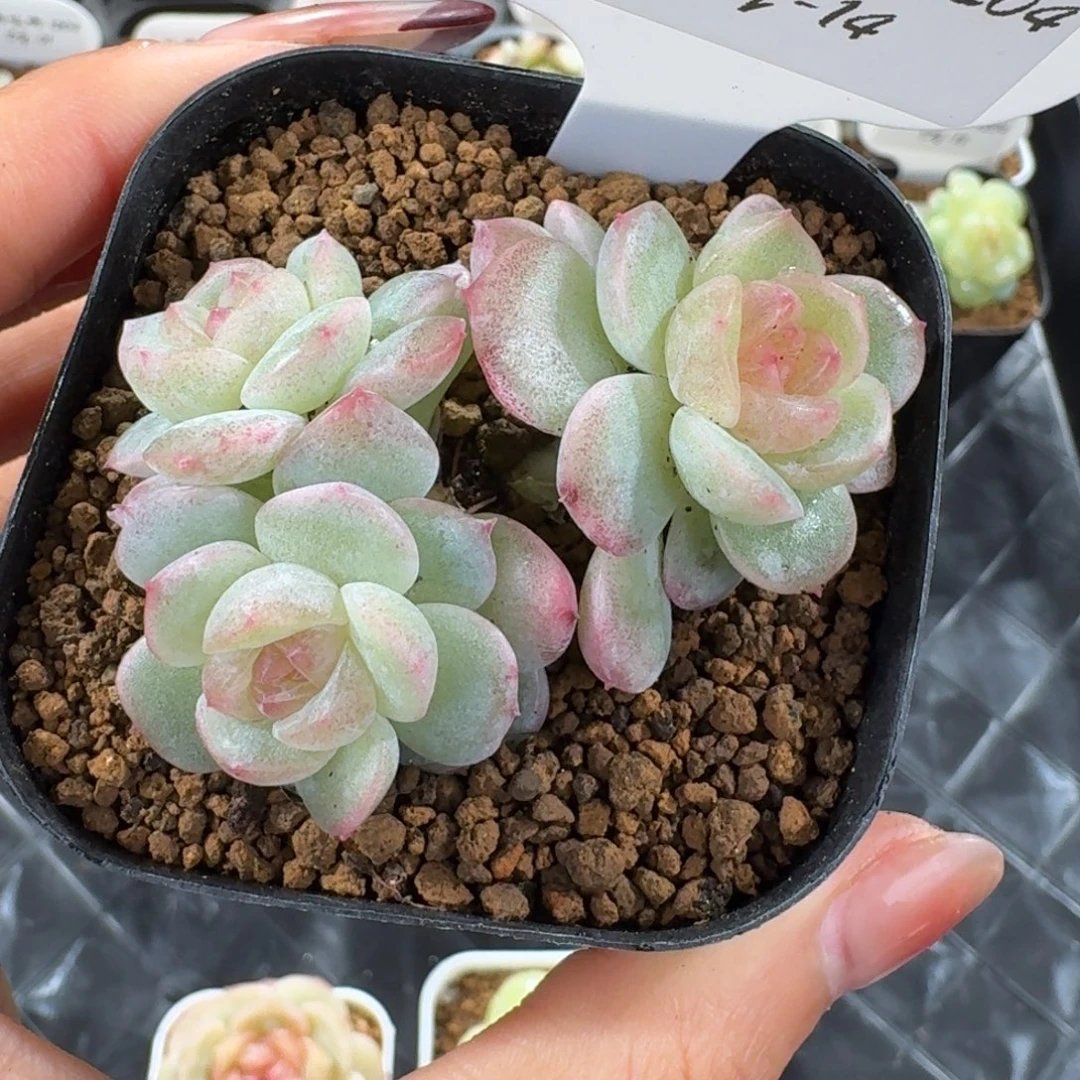1204-14-6171三头一颗