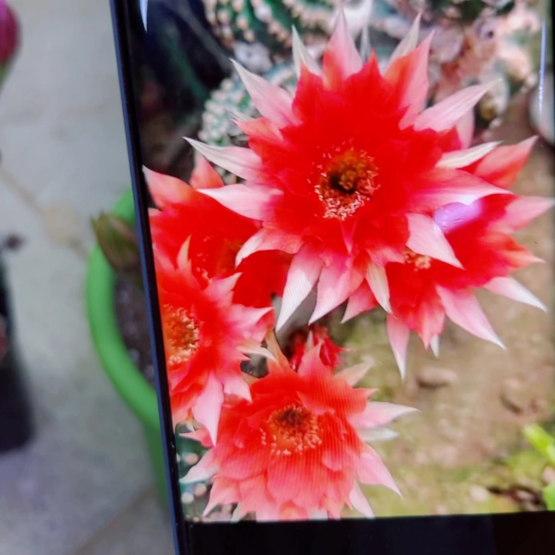 下98金刚2 斑点歪无根侧芽4公分左右20包邮