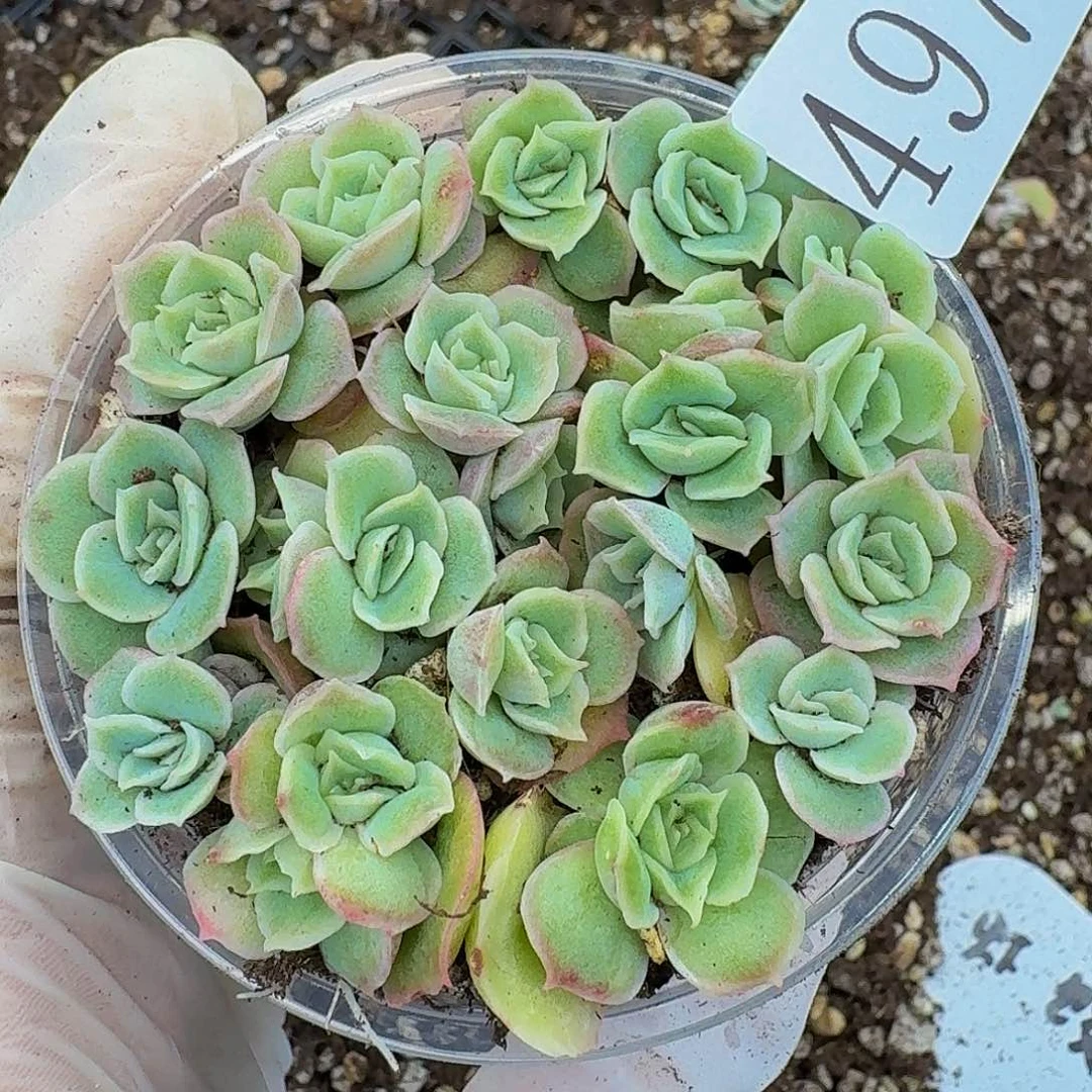 多肉植物多肉植物497