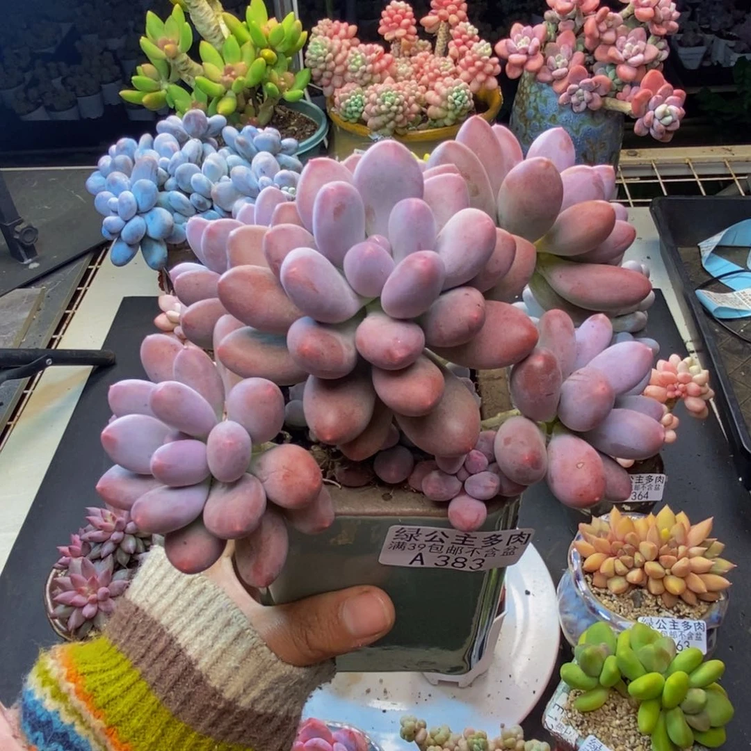 383蛋黄奶多肉15c m