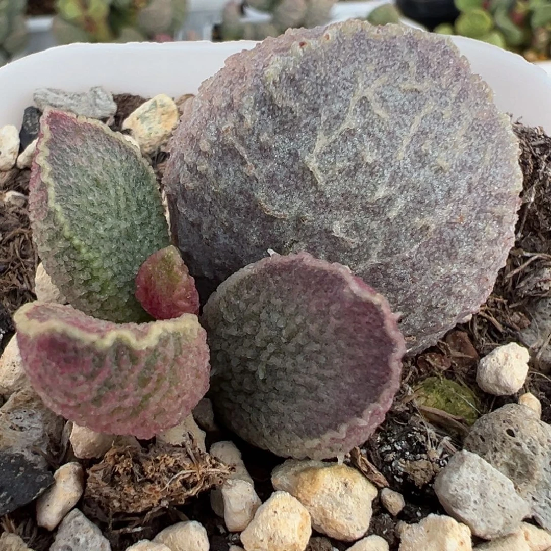 祈***盼哈莫猪肝大苗多肉植物水泡