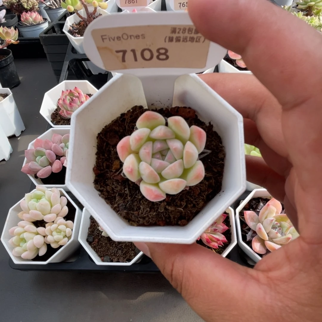 7108美梦4.0厘米