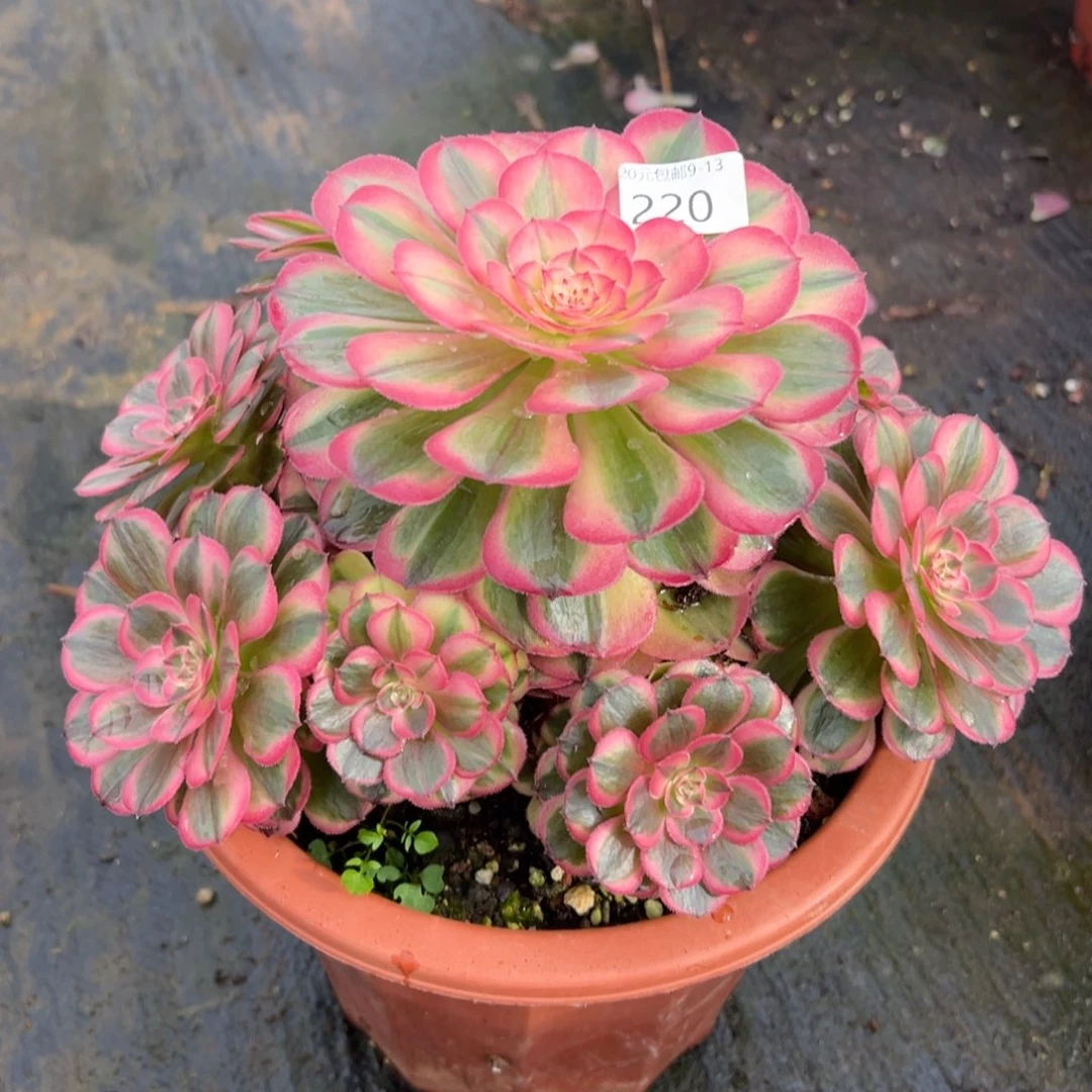 220海神多肉多肉多肉多肉