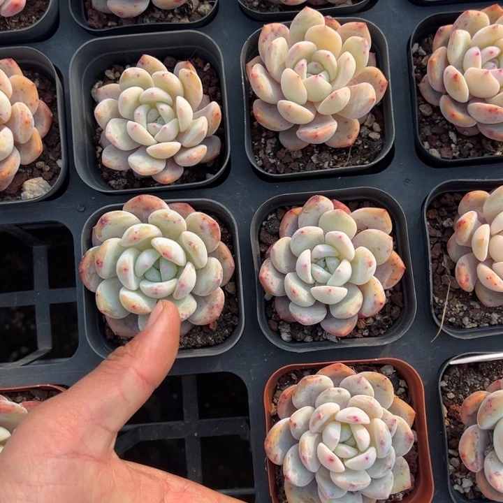 梦露单头福利款3颗多肉满20包邮下午发