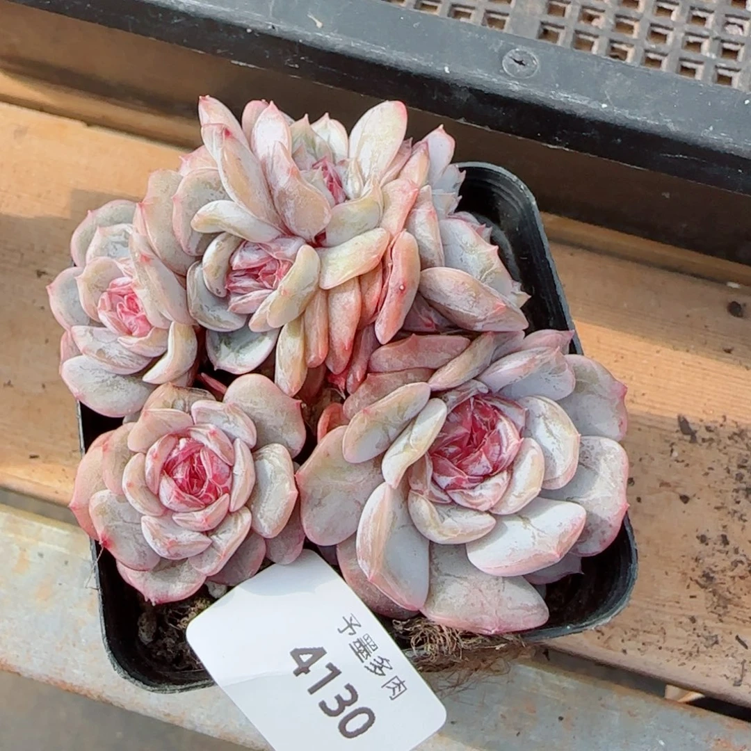 宫花群朵缀，4130多肉植物