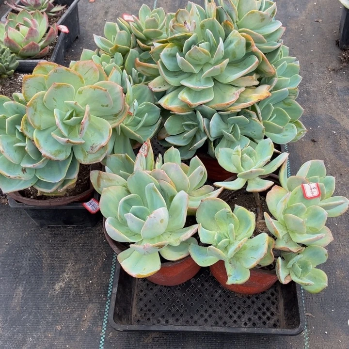 李***芳白凤5颗160盆……小群生