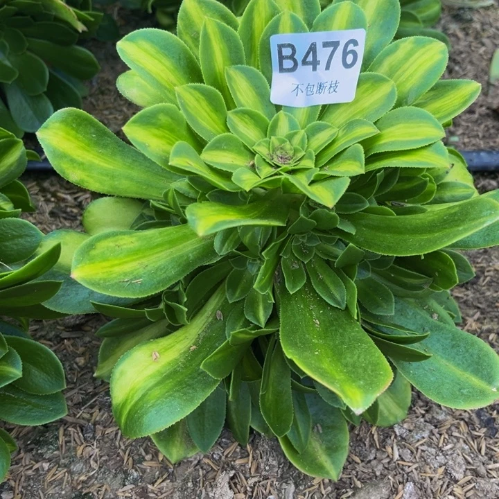 476翡翠琉璃多肉法师不包断枝