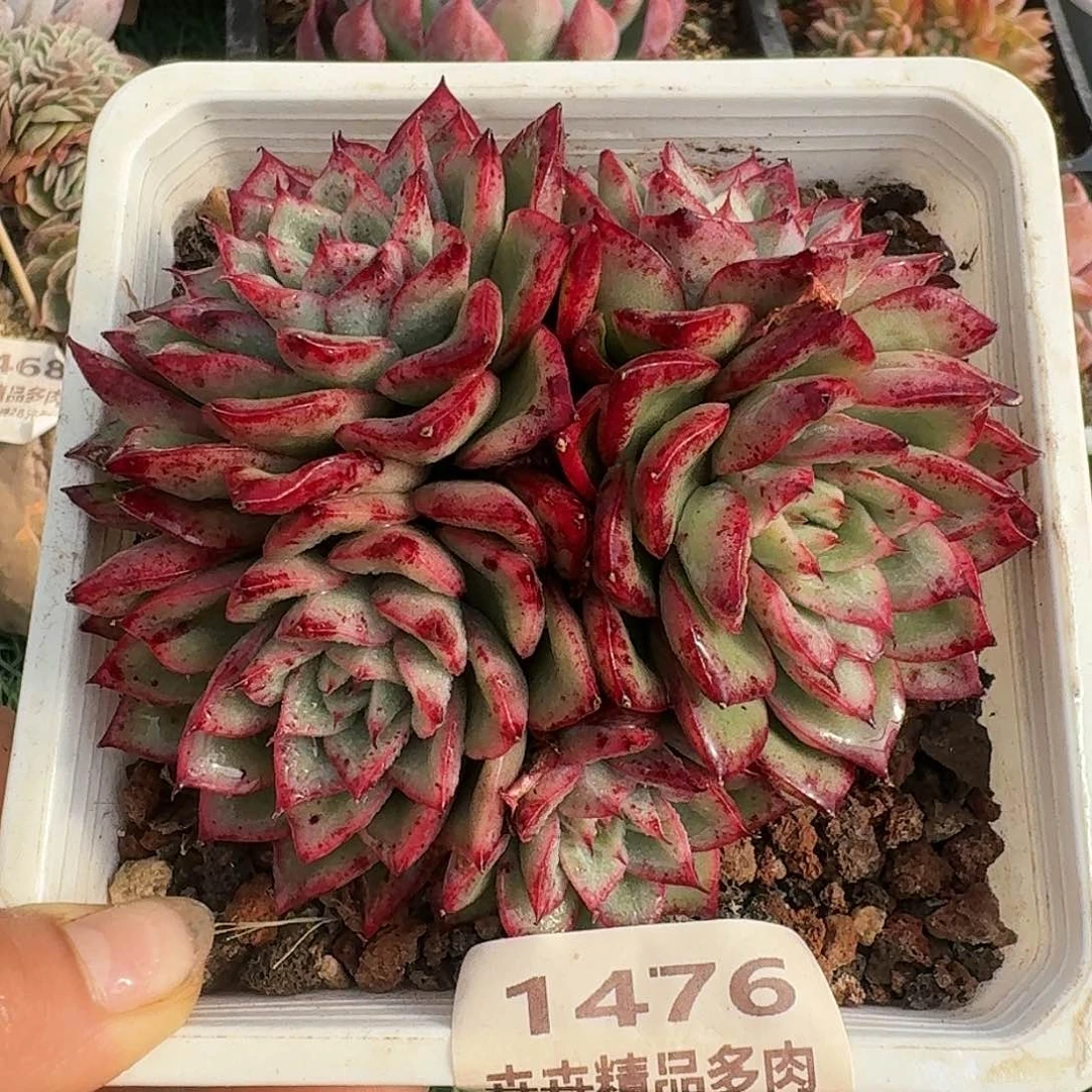 1476一物一拍（满28包邮）