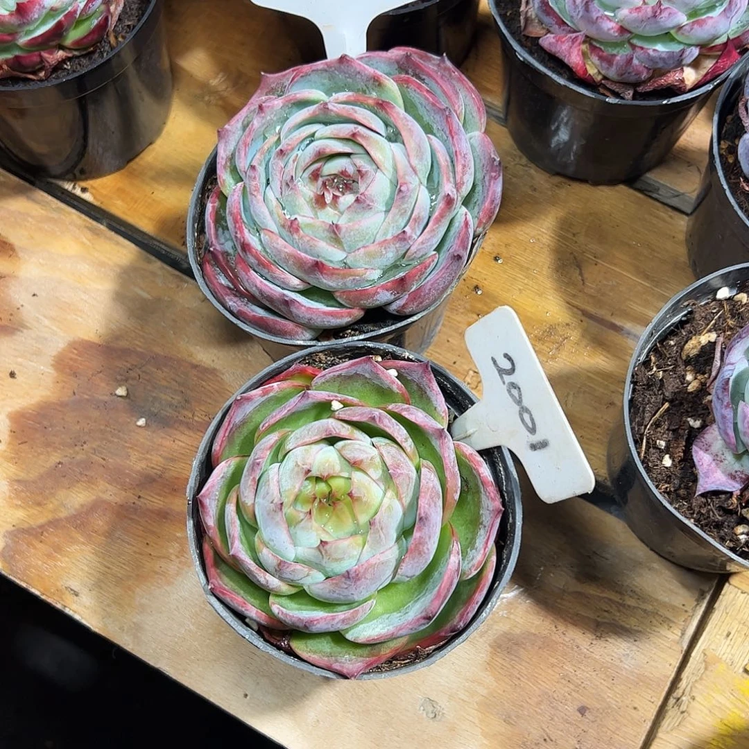 魅***人惊鸿仙子2001.8023号