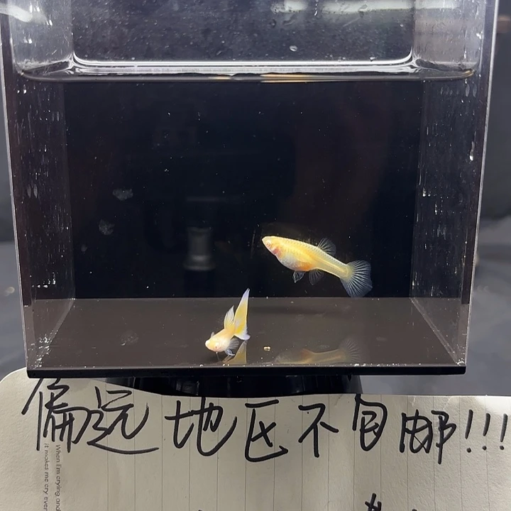 孔雀鱼金粉孔雀鱼1对